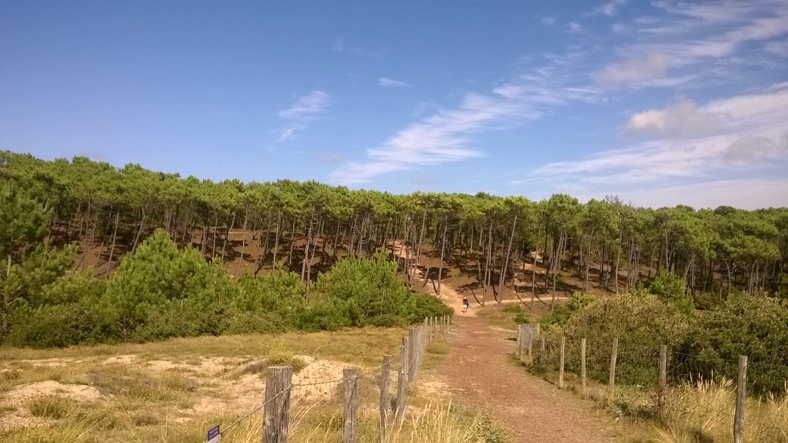 Boix des éloux noirmoutier